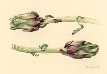 Artichokes, 2005